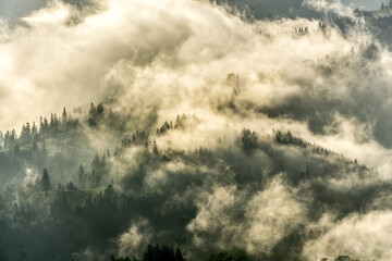 Misty forest
