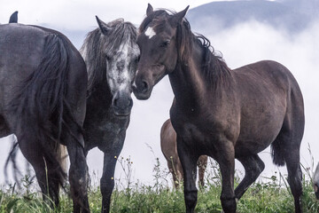 Horse on a mountain meadow