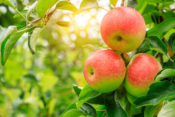 Red apples on the tree.fresh fruits in apple plantation.