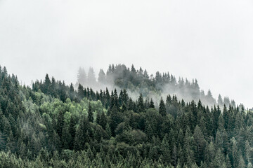 Misty forest