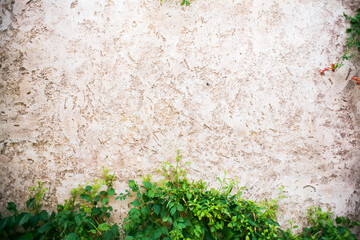 Wall Texture. Cement Concrete Texture with Cracks and Green Leaf.