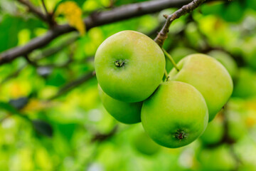 Green apples on the tree.fresh fruits in apple plantation.