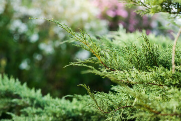 Juniper Branch. Close up View with Blurred Background. Juniper Tree Texture Background.