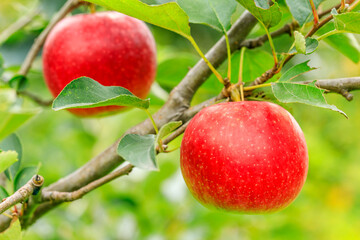 Red apples on the tree.fresh fruits in apple plantation.