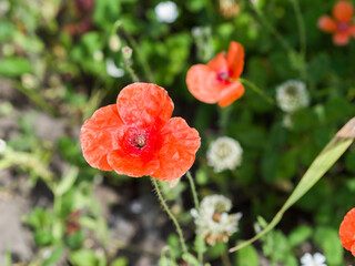 Poppy flower on a background of greenery. Close-up