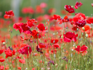Red poppies bloom on a green field. Summer day
