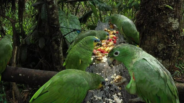 Different green parrots of the genus Amazona, sitting inside a cage and one of them looking where to find the next slice of food
