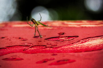 small spider on red texture and cobweb
