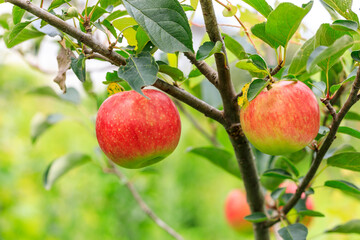 Red apples on the tree.fresh fruits in apple plantation.