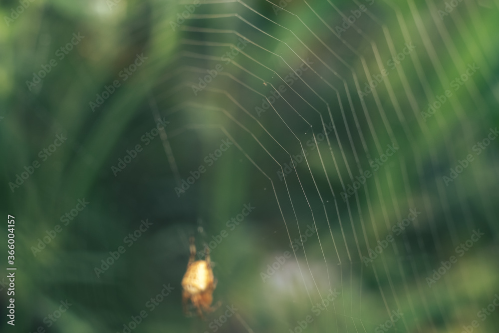 Aufkleber cobweb or spider's web against a natural background, dew on a spider .