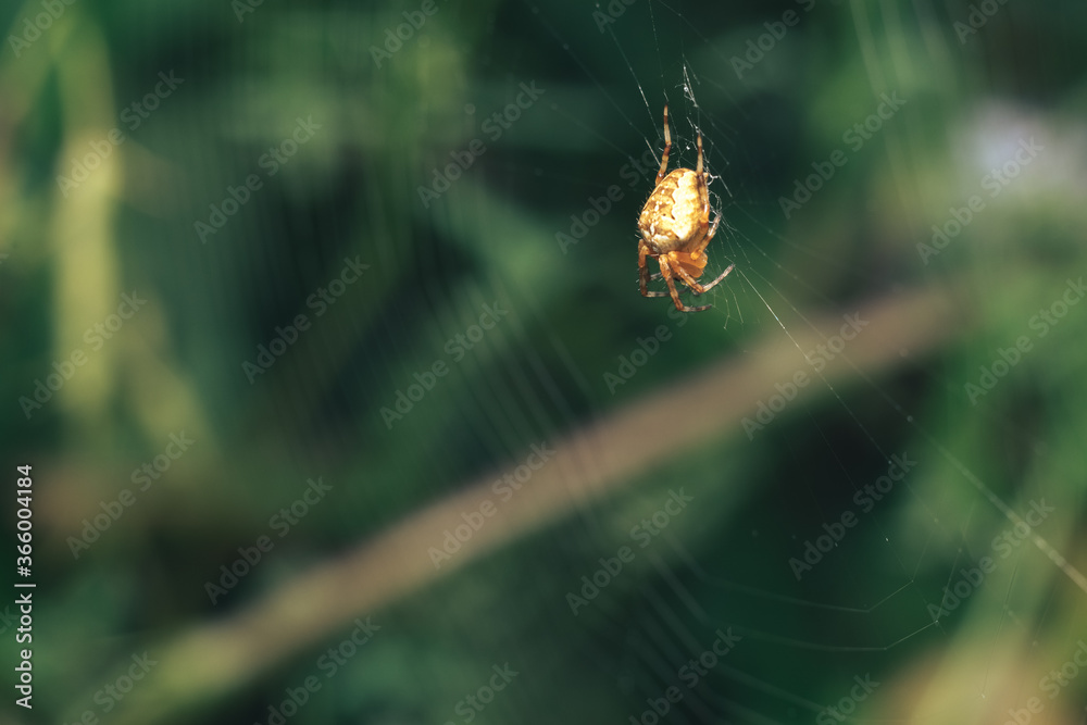 Poster cobweb or spider's web against a natural background, dew on a spider .