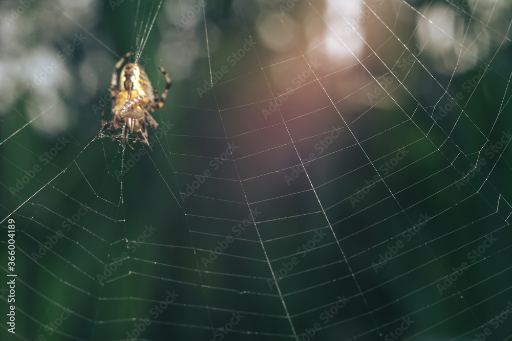 Aufkleber cobweb or spider's web against a natural background, dew on a spider .
