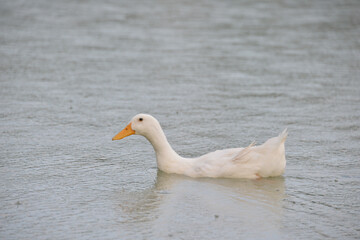 gray ducks swim on the lake during the day, people feed them bread