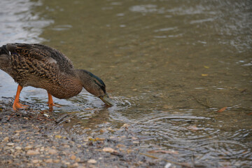 gray ducks swim on the lake during the day, people feed them bread