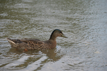 gray ducks swim on the lake during the day, people feed them bread
