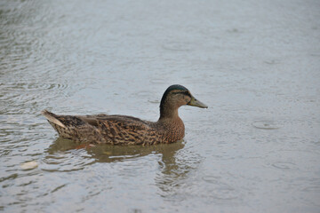 gray ducks swim on the lake during the day, people feed them bread