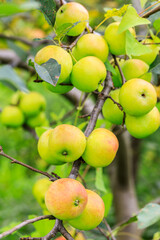Green apples on the tree.fresh fruits in apple plantation.