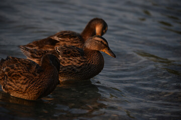 gray ducks swim on the lake during the day, people feed them bread