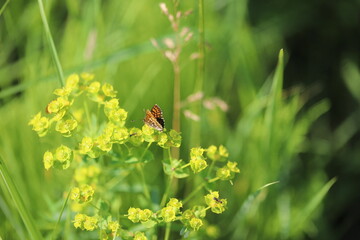 natural habitat for a butterfly, a butterfly sits in the grass and sniffs a flower