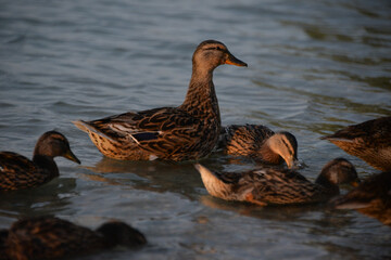 gray ducks swim on the lake during the day, people feed them bread