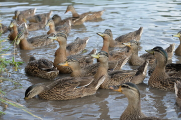 gray ducks swim on the lake during the day, people feed them bread