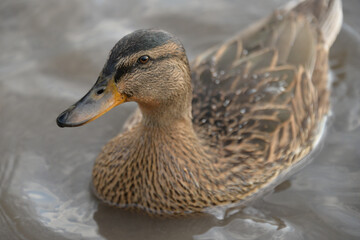 gray ducks swim on the lake during the day, people feed them bread