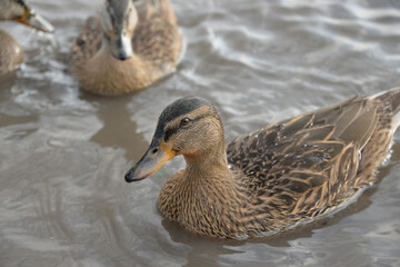 gray ducks swim on the lake during the day, people feed them bread