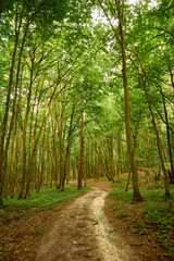Obraz premium Dreamy forest path in the Briukhovychi woods, Roztocze