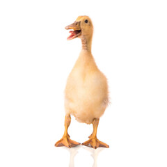 Duckling on a white background