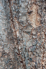 Natural wooden texture background. Closeup macro of old aged tree bark. Abstract  tree nature backdrop or wallpaper.