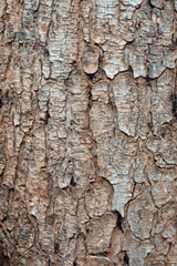 Naklejka premium Natural wooden texture background. Closeup macro of old aged tree bark. Abstract tree nature backdrop or wallpaper.