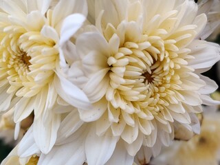 #flower #nature #beautiful #yellow #white #plant