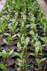Outdoor Siam Tulip seedlings in pots cultivated in the park.