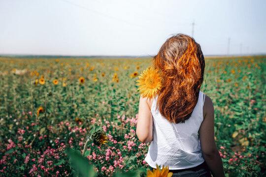 A free young woman with long hair walks in a field of sunflowers and enjoys the sun, photo from the back