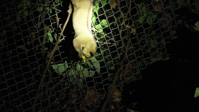 A pet kinkajou, potos flavus, in a zoo that is eating a banana while hanging down from a branch in the night
