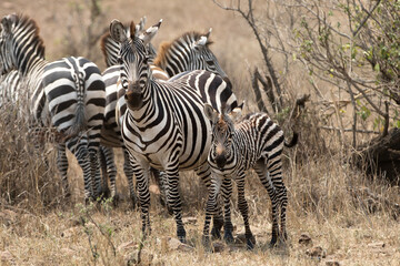 Fototapeta premium A heard of Zebra (Equus quagga) in the later afternoon with a young foal. Tanzania.