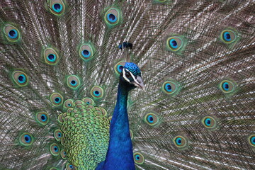 Obraz premium peacock with feathers