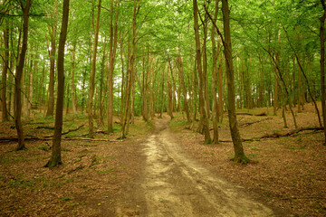 Dreamy forest path in the Briukhovychi woods, Roztocze