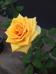 single yellow rose