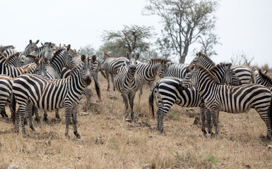 Fototapeta na wymiar A heard of Zebra (Equus quagga) in the later afternoon. Tanzania. 