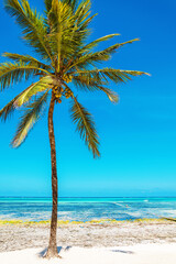 Coconut palm tree on the white beach