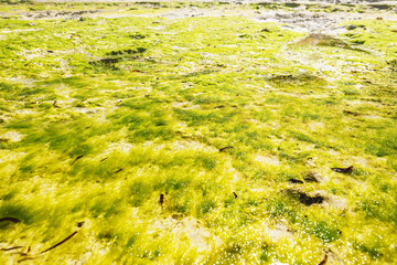 Green seaweed in Zanzibar