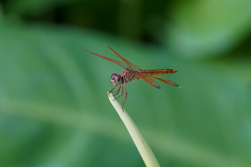 Dragonflies on the tops of green flowers.