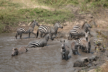 Obraz na płótnie Canvas A heard of Zebra (Equus quagga) in the later afternoon in a river, Tanzania.