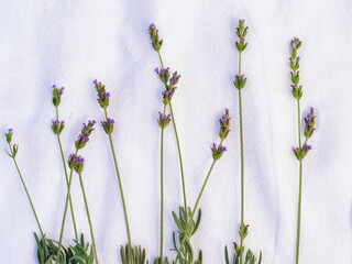 Lavender flowers and leaves on white cloth background, pure provance minimalistic pattern