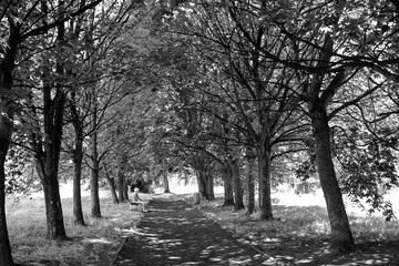 A meadow in the city center. Artistic look in black and white.