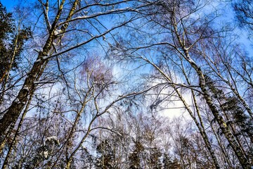 Fototapeta na wymiar Birches against the blue sky on a winter frosty day.
