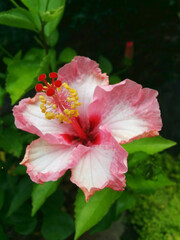 pink-white gradation hibiscus flower - rare species / 白系珍種のハイビスカスの花（ピンク・ホワイトのグラデーション系）