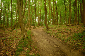 Fototapeta na wymiar Deserted forest path in the Briukhovychi woodland, Roztocze