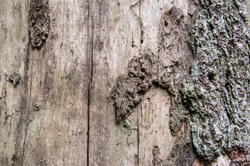 Tree without bark background.